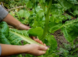 Hand picking acelgas