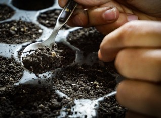 Planting trees