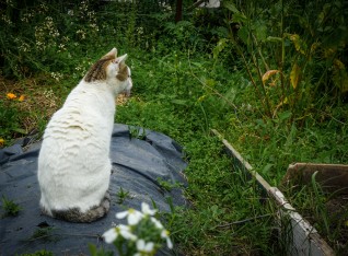 Chubby cute cat in the vegetable garden