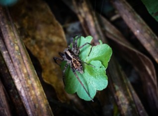 A poisonous spider