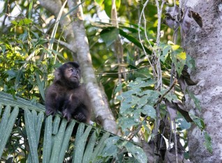 Mono Caí or Capuchin Monkey