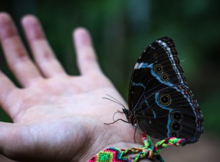 Morpho Achilles Achilles