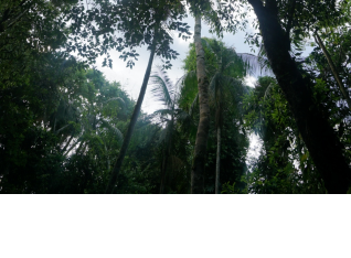 Rainforest jungle