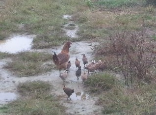 Our most recent clutch of hatchlings.  Not buying any chickens this year 