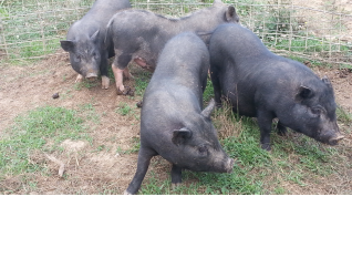 Silly pot bellied pigs.  Yup, we still have these guys.