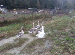 A gaggle of geese.