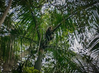 A Capuchin Monkey 