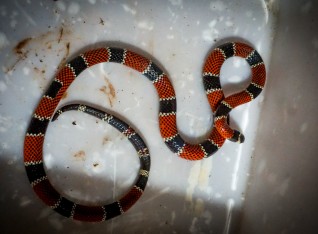 Coral Snake