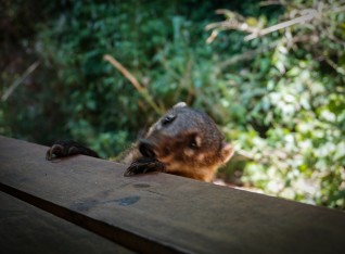 Curious little Coatí