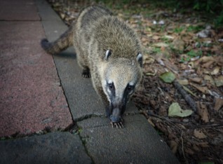 Hungry cute Coati