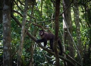 Capuchin Monkey 