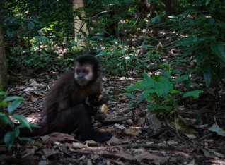 Capuchin Monkey