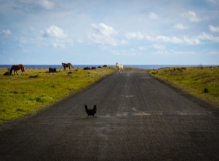 The chicken crosses the road
