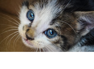 A kitten we rescued