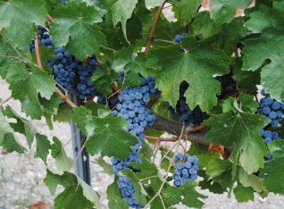 Grapes are looking good !