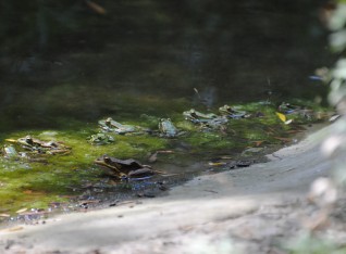 Suddenly 13 frogs in the pond