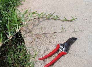 On top the running grass we expected, below the grass that we have. 