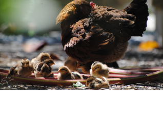 Suddenly a chicken appeared with 9 chicks