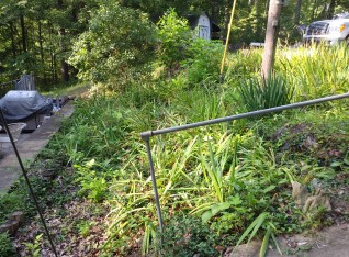 This garden needs serious help!  lol