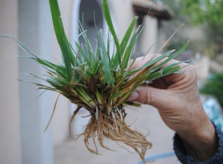 Live crabgrass