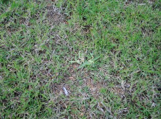 Kikuyo grass in the middle