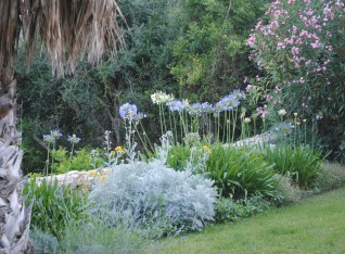 Lily of the Nile (Agapanthus) blooming