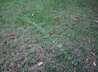 A string of Kikuyo grass nodes on the move