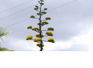8 Meters tall bloom stem