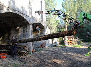 Carefully manoevring the next trunk to the sawmill